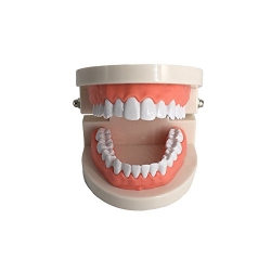 Dental Models