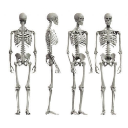 Human Skeleton Models