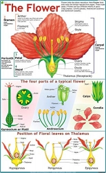 Educational Charts School Lab