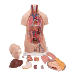 School Anatomical Models Lab