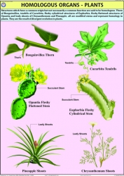 Genetics and Evolution Charts