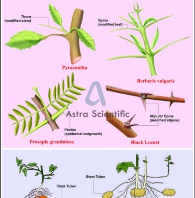 Analogous Organs Plants Chart