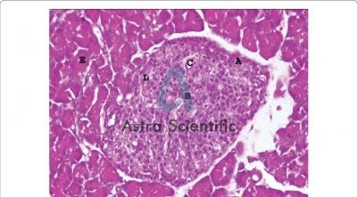 Artery, Vein and Nerve (400x)