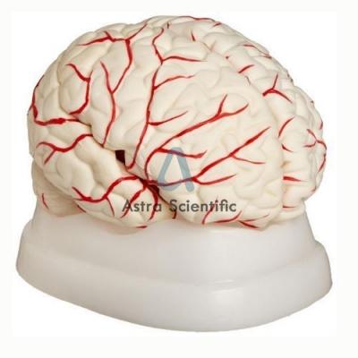 Brain Model With Arteries