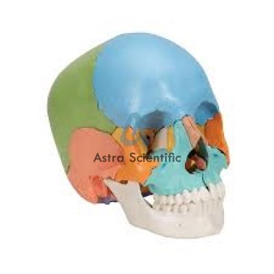 Colored Skull Model