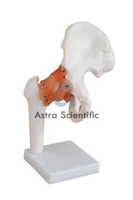 Hip Joint Model