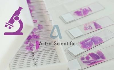 Histological Slides