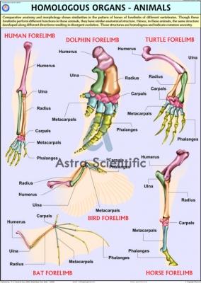 Homologous Organs Animals Chart