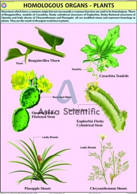 Homologous Organs Plants Chart