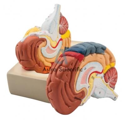 Human Brain Model, 2 Parts