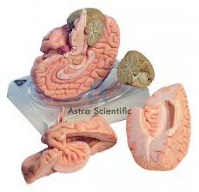 Human Brain Model, 4 Parts