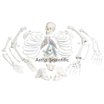 Human Disarticulated Skeleton Model