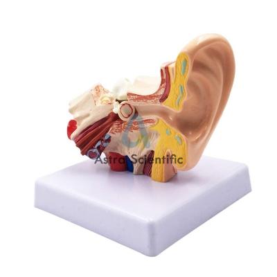 Human Ear Model