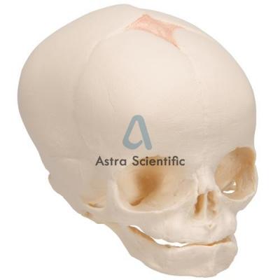 Human Foetal Skull Model