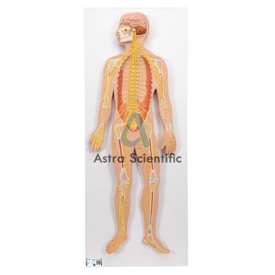 Human Nervous System Model