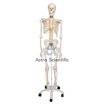 Human Skeleton Model