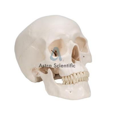 Human Skull Model