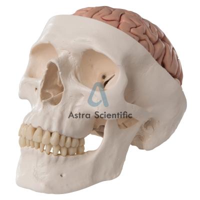 Human Skull With Brain- 5 Parts