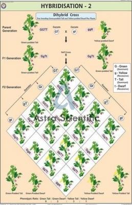 Hybridisation - 1 Chart