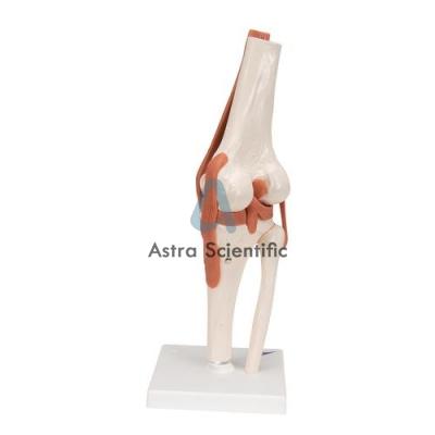 Knee Joint Skeleton Model