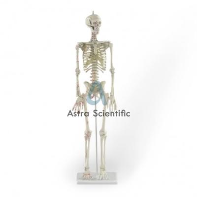 Miniature Skeleton