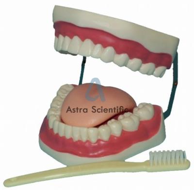 Oral Hygiene Model