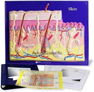 Skin Model Activity Set