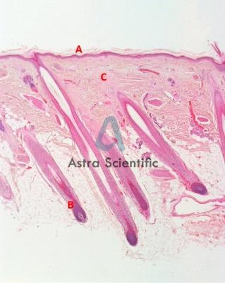 Skin and Hair Follicles (40x)