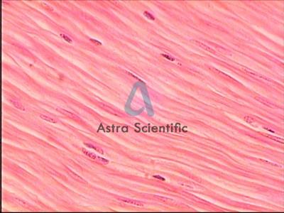 Smooth Muscle (400x)